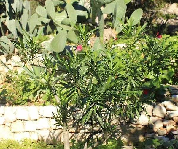 Seaside House Cove Rogacic, - 8887 * Vis